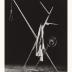 Thumbnail: Tree with Noose, image 2